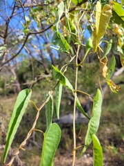 Ipomoea calobra