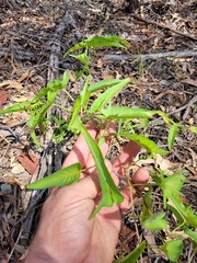 Ipomoea calobra