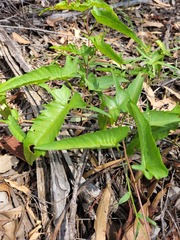 Ipomoea calobra
