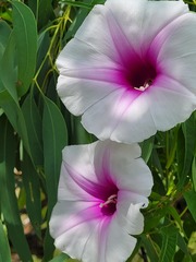 Ipomoea calobra