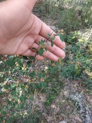 Cotoneaster tauricus