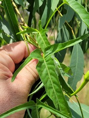 Ipomoea calobra