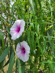 Ipomoea calobra