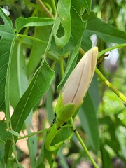 Ipomoea calobra