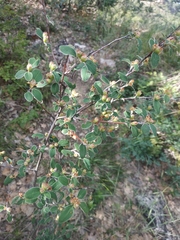Cotoneaster tauricus