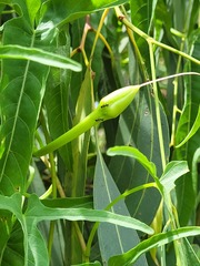 Ipomoea calobra
