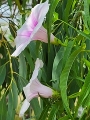 Ipomoea calobra