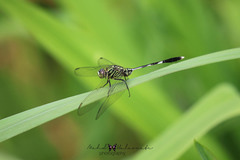 Orthetrum sabina