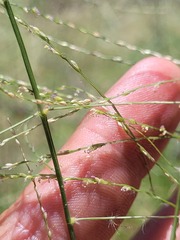 Panicum larcomianum