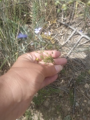 Linum corymbulosum