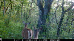 Odocoileus virginianus leucurus