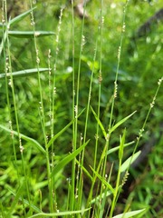 Setaria albovillosa