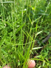 Setaria albovillosa