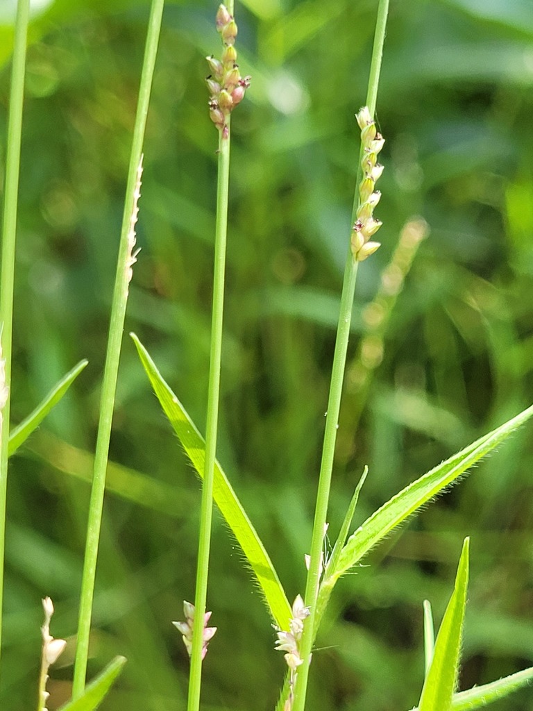 Setaria albovillosa