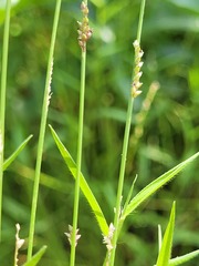Setaria albovillosa