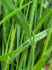Setaria albovillosa