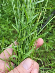Setaria albovillosa