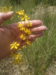 Hypericum elongatum
