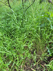 Setaria albovillosa
