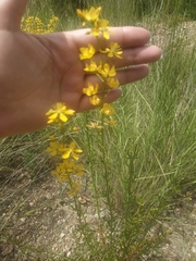 Hypericum elongatum