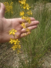 Hypericum elongatum