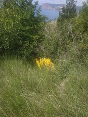 Hypericum elongatum