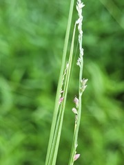Setaria albovillosa