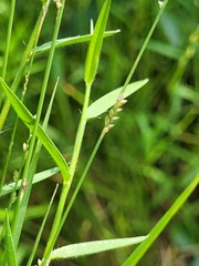 Setaria albovillosa