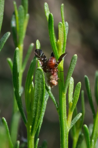 Desert Broom Gallfly photo 2