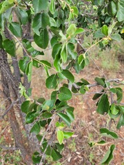 Petalostigma pachyphyllum