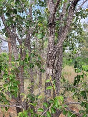 Petalostigma pachyphyllum