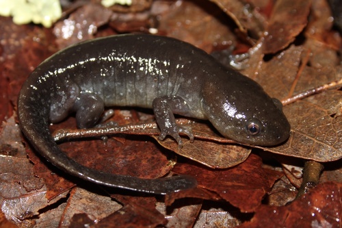 Mole Salamander