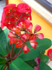 Euphorbia milii