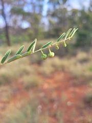 Phyllanthus carpentariae