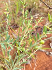 Phyllanthus carpentariae