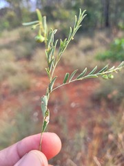 Phyllanthus carpentariae
