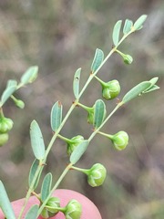 Phyllanthus carpentariae