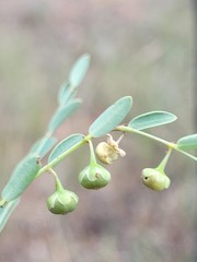 Phyllanthus carpentariae