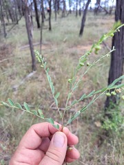 Phyllanthus carpentariae