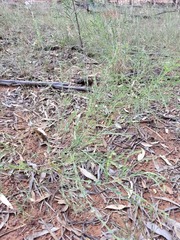 Phyllanthus carpentariae