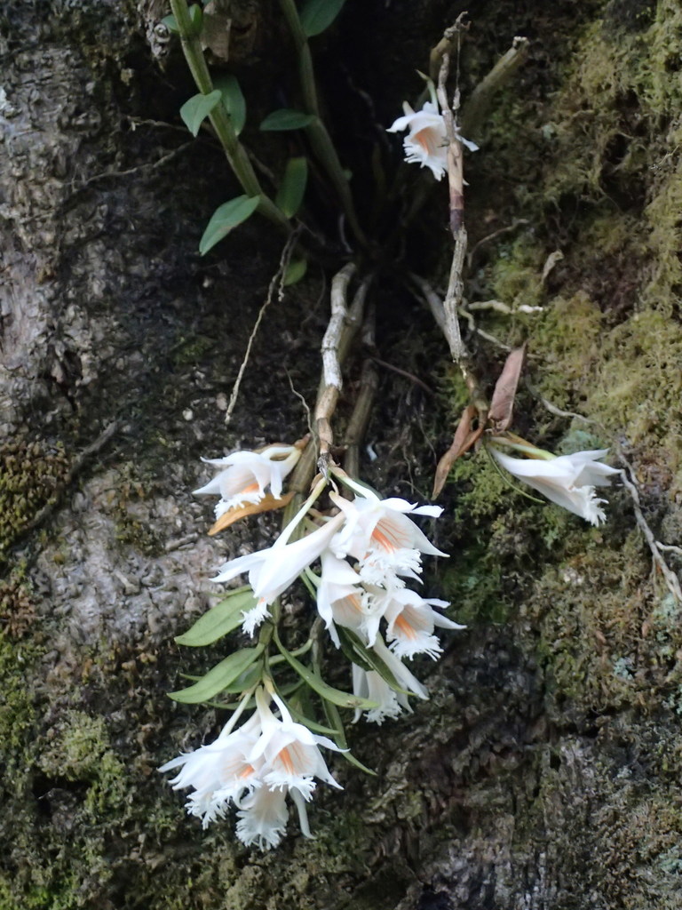 Dendrobium longicornu