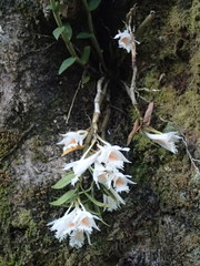 Dendrobium longicornu