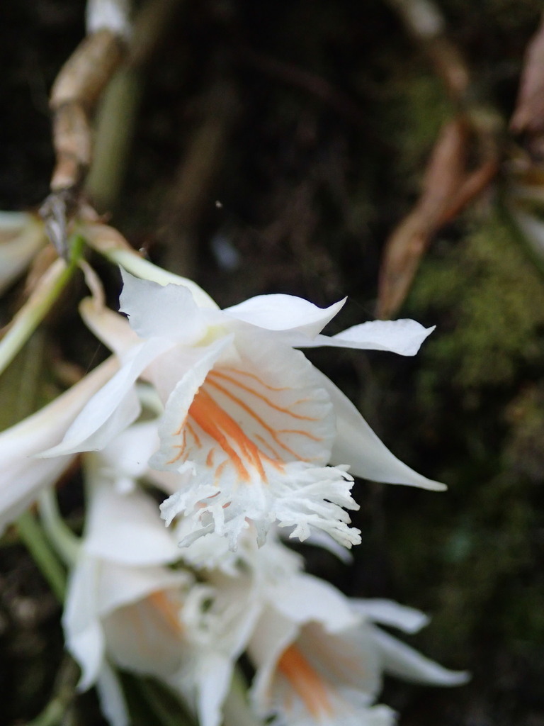 Dendrobium longicornu (Dendrobium longicornu)