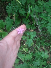 Geranium asphodeloides tauricum