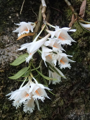 Dendrobium longicornu, photograph 3