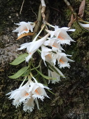 Dendrobium longicornu