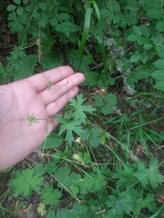 Geranium asphodeloides tauricum