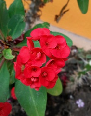 Euphorbia milii