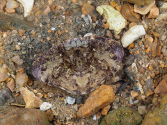 Glebocarcinus amphioetus