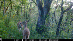Odocoileus virginianus leucurus